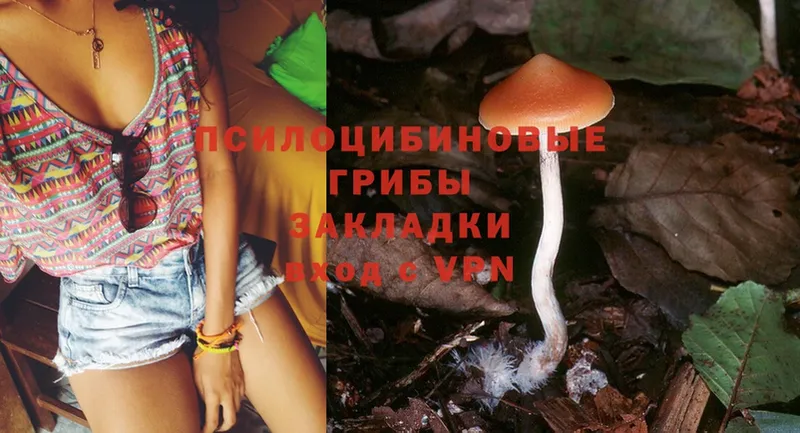 hydra как войти  Звенигород  Псилоцибиновые грибы Psilocybine cubensis 